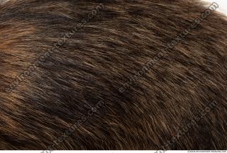 fur raccoon 0003